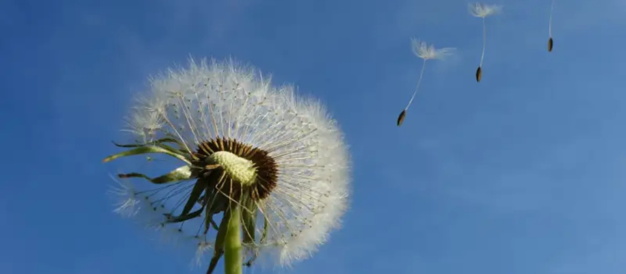 dandilion image