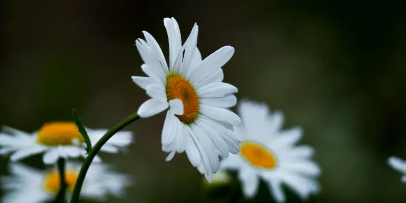 white daisy